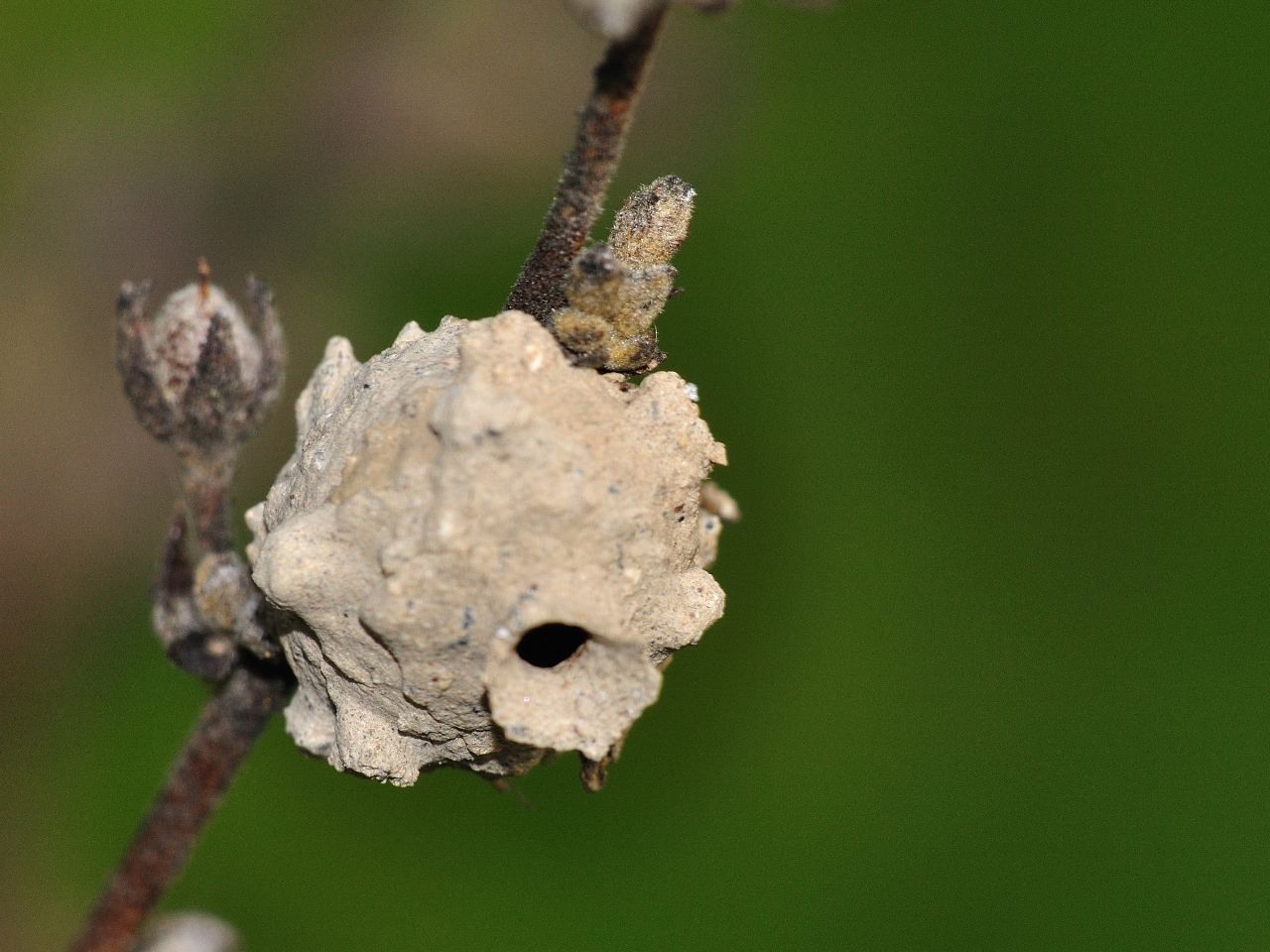 Chi lo ha fatto? Nido di Vespidae Eumeninae